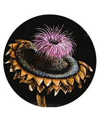 latest-collection-gratia-viva-02